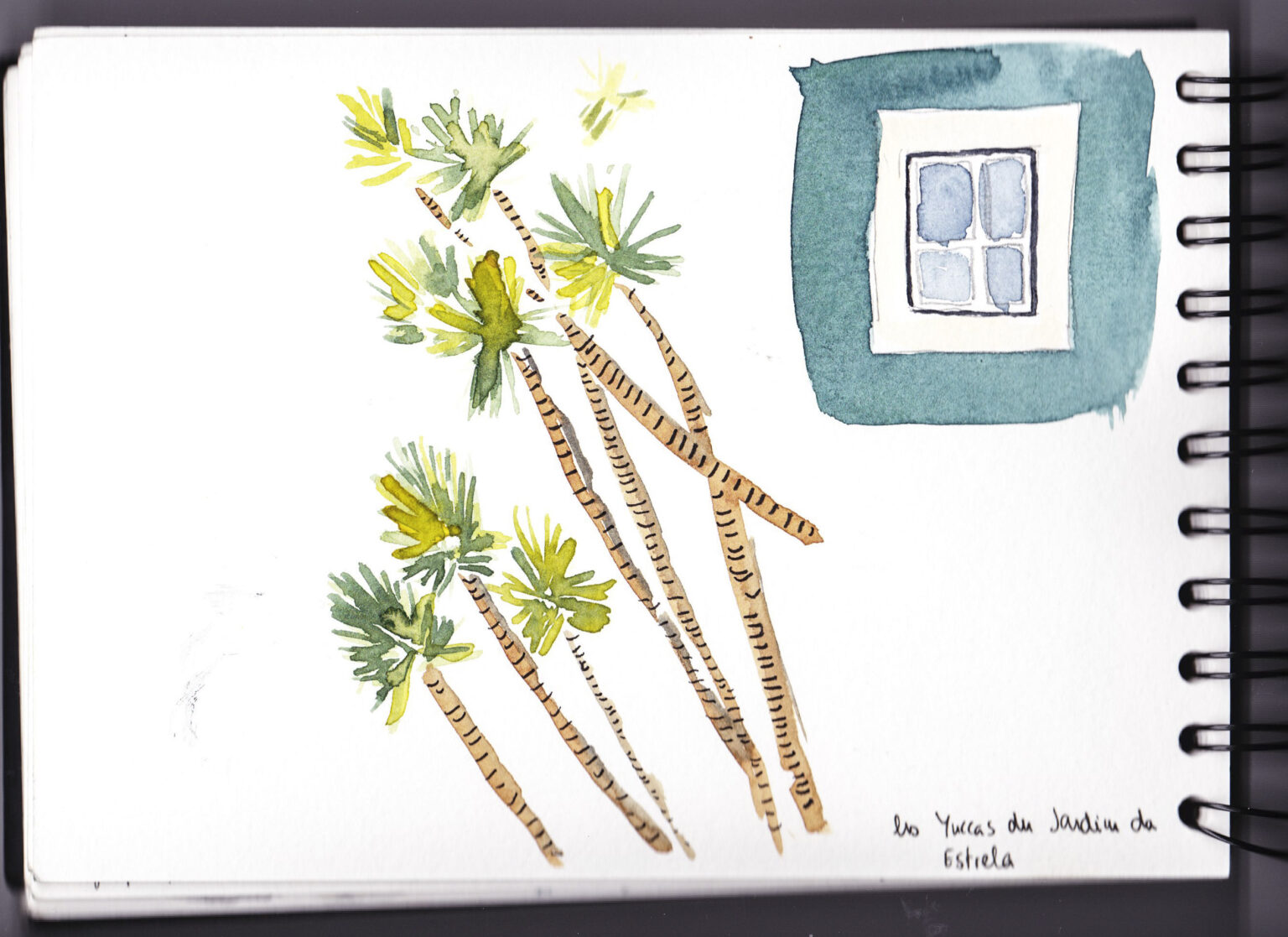 Yuccas and a window painted in watercolor