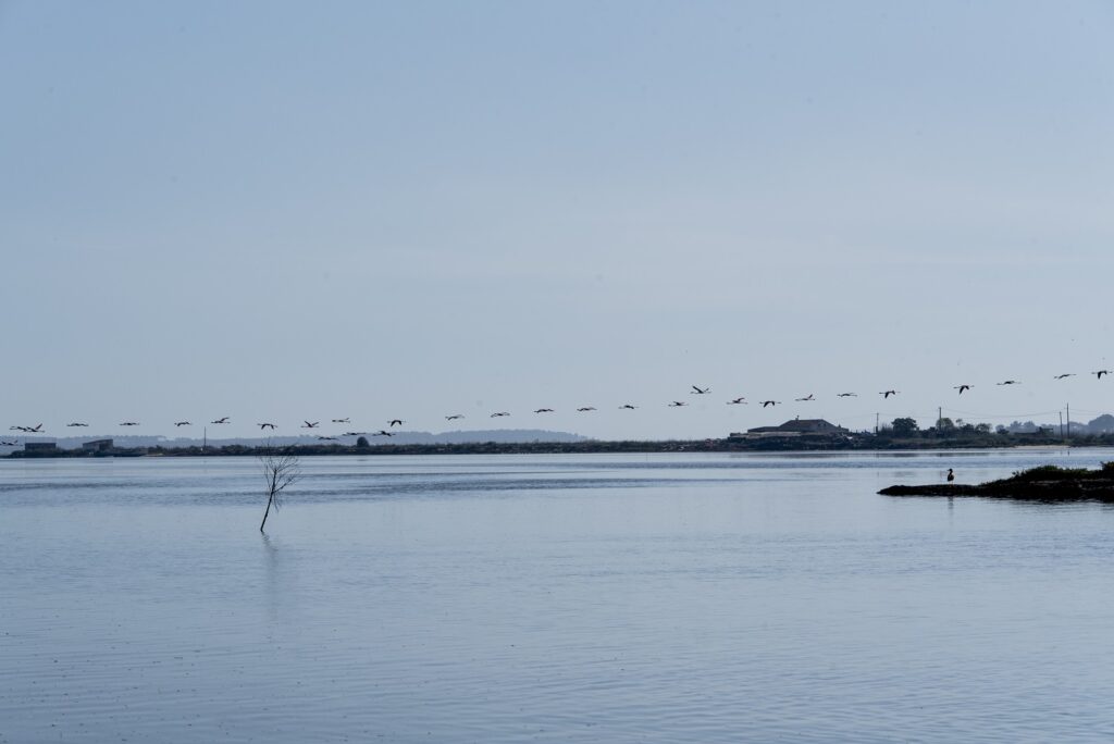 Flamingos flying on the Sado Estuary