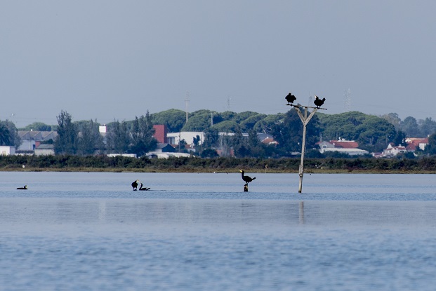 Birds on the Sado Estuary