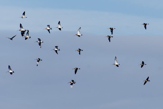 Birds of the Sado Estuary