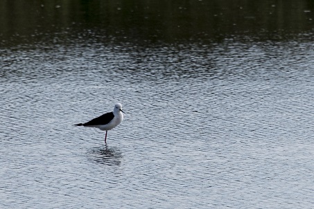 Bird in the water